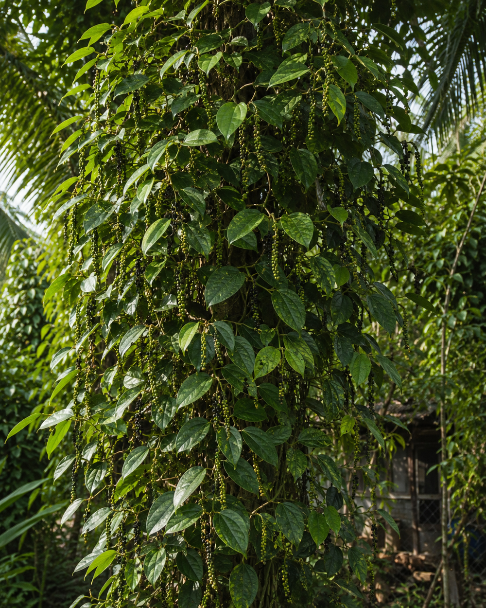 Naturish Organic Farms at Thrissur
