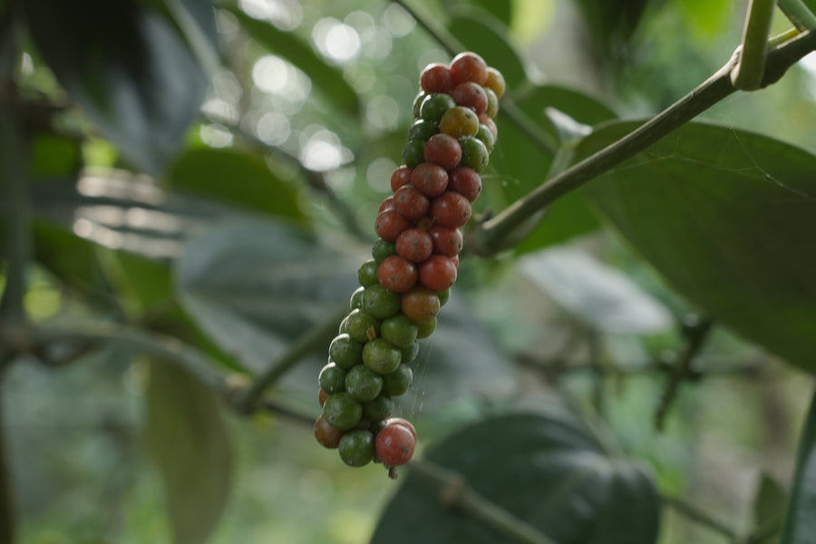 Organic pepper berries from our Thrissur farm
