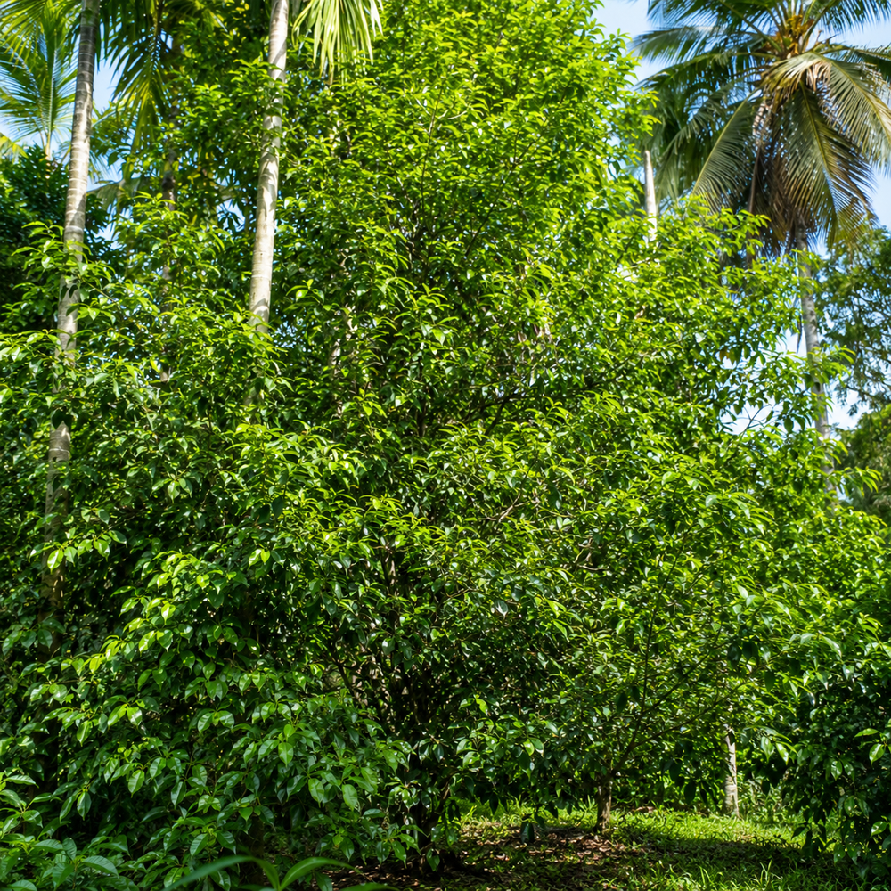 Mace blades drying at our Thrissur organic farm